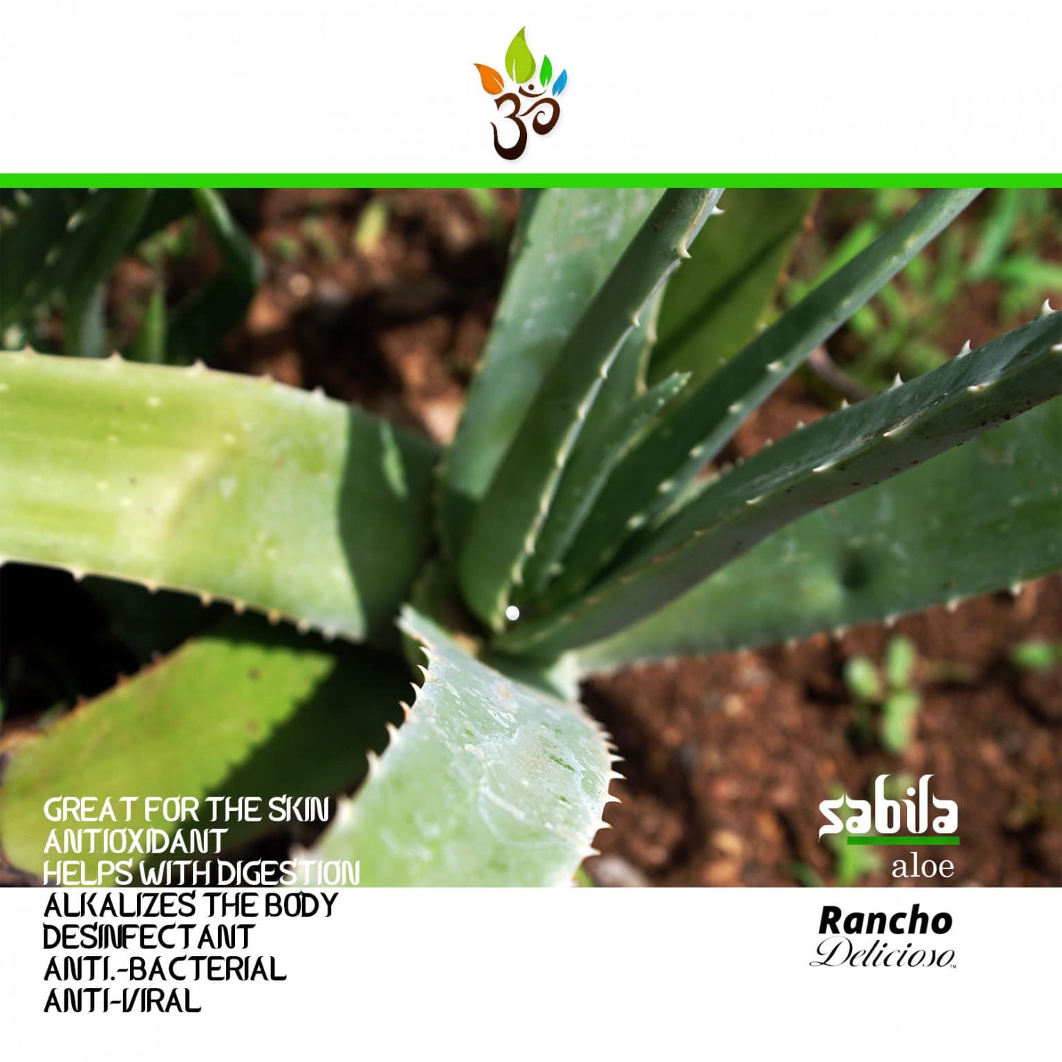 ALOE