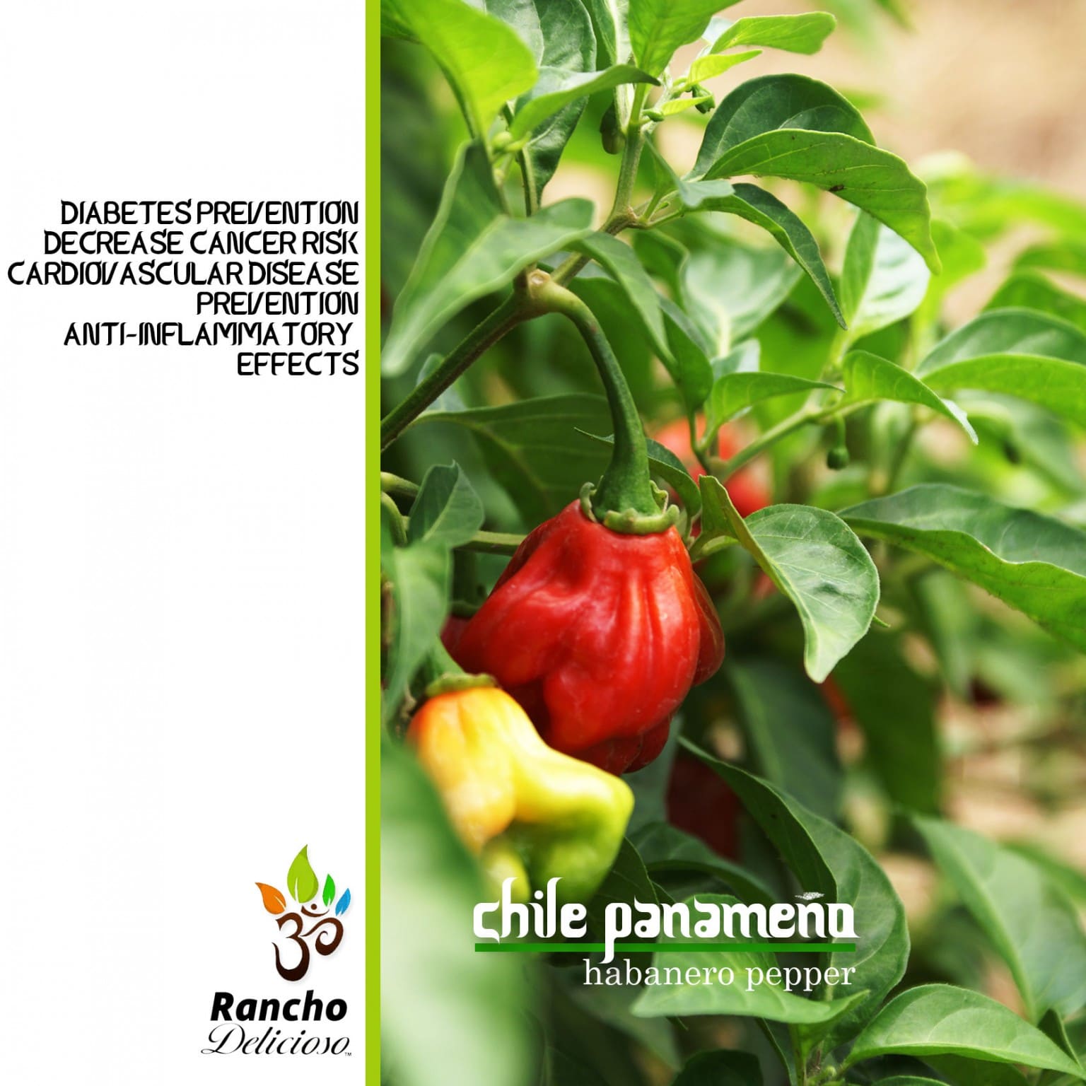 CHILE