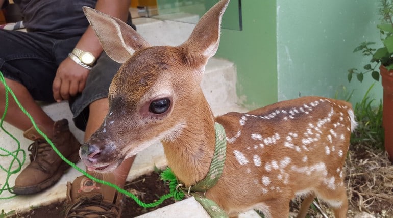 A Baby Deer at our Farm