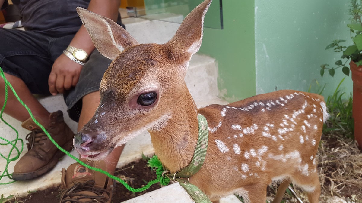 A Baby Deer at our Farm