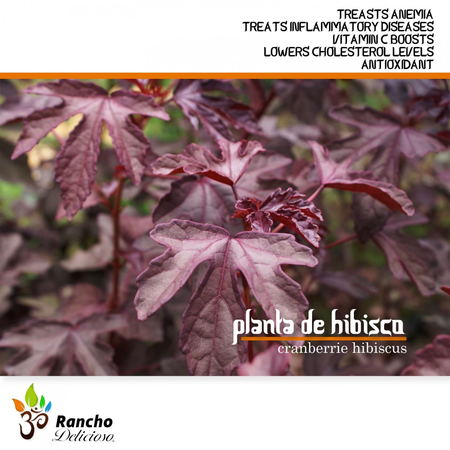 HIBISCO