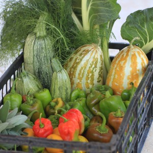 Organic Garden Harvest