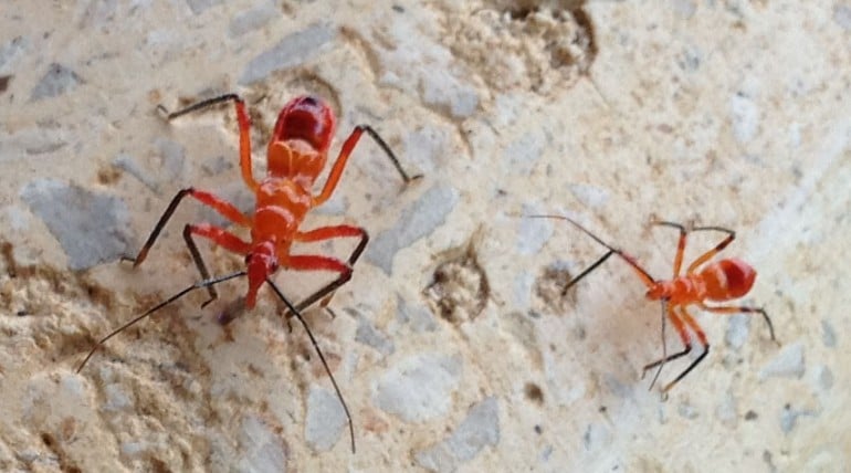 Assassin-bugs-two-growth-stages