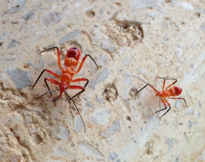 Assassin-bugs-two-growth-stages